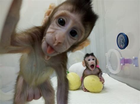 Scientists Discover Surprising Emotional Responses from Monkeys to Magic Tricks